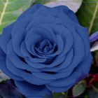 Una Rosa Blu