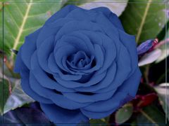 Una Rosa Blu