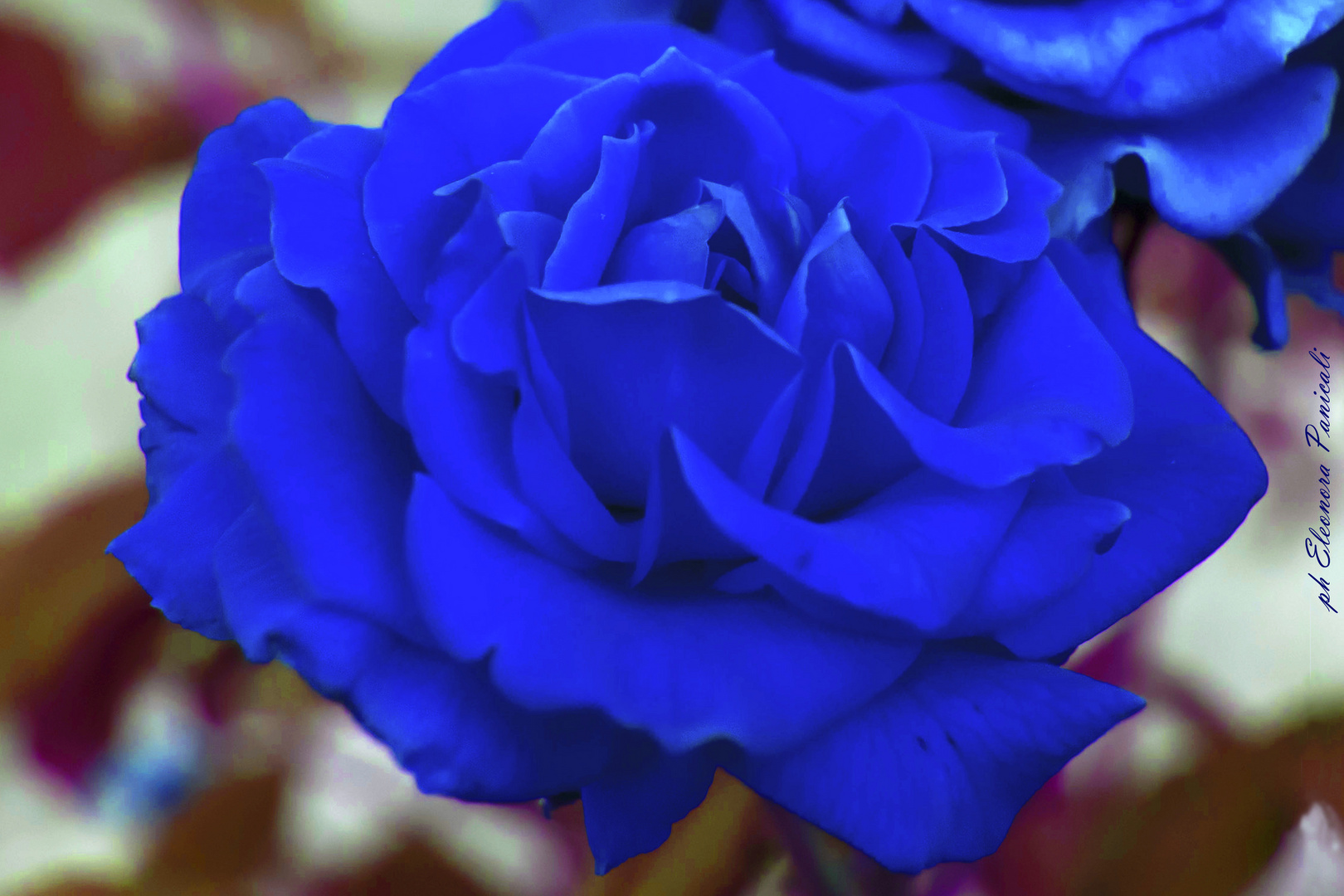 Una rosa blu