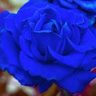 Una rosa blu