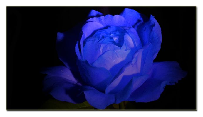 Una Rosa Blu - Michele Zarrillo (1982)