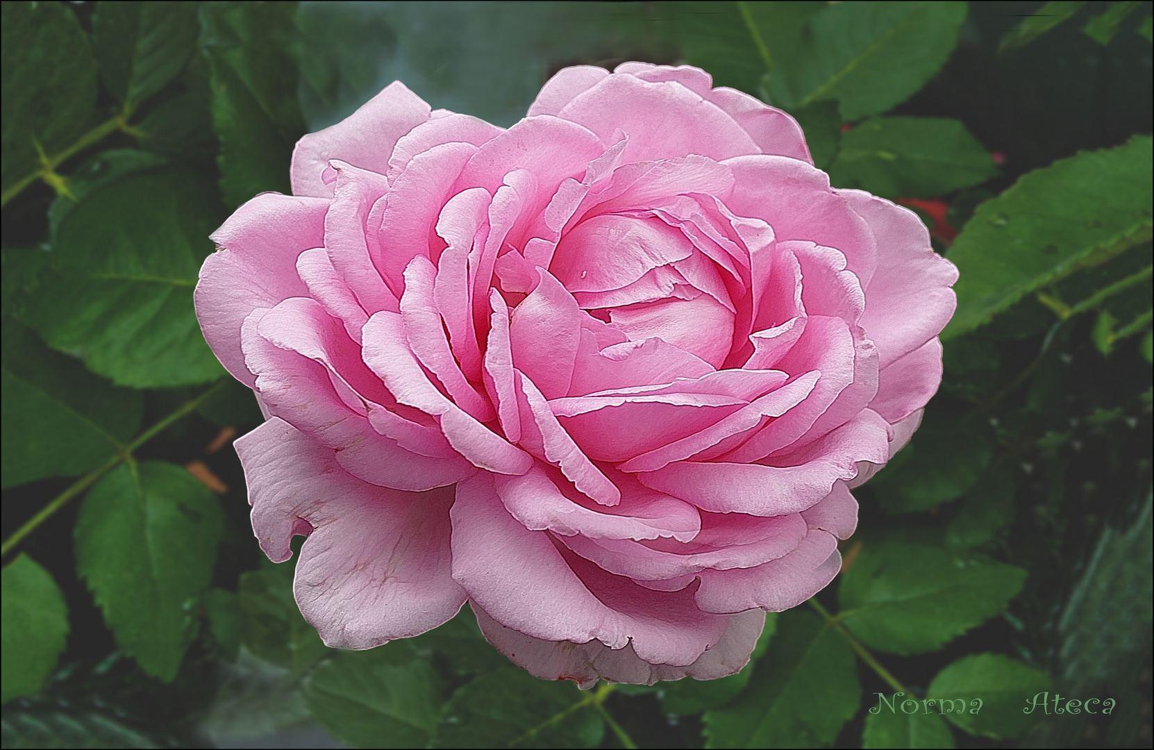 Una rosa bonita ,bien perfumada 