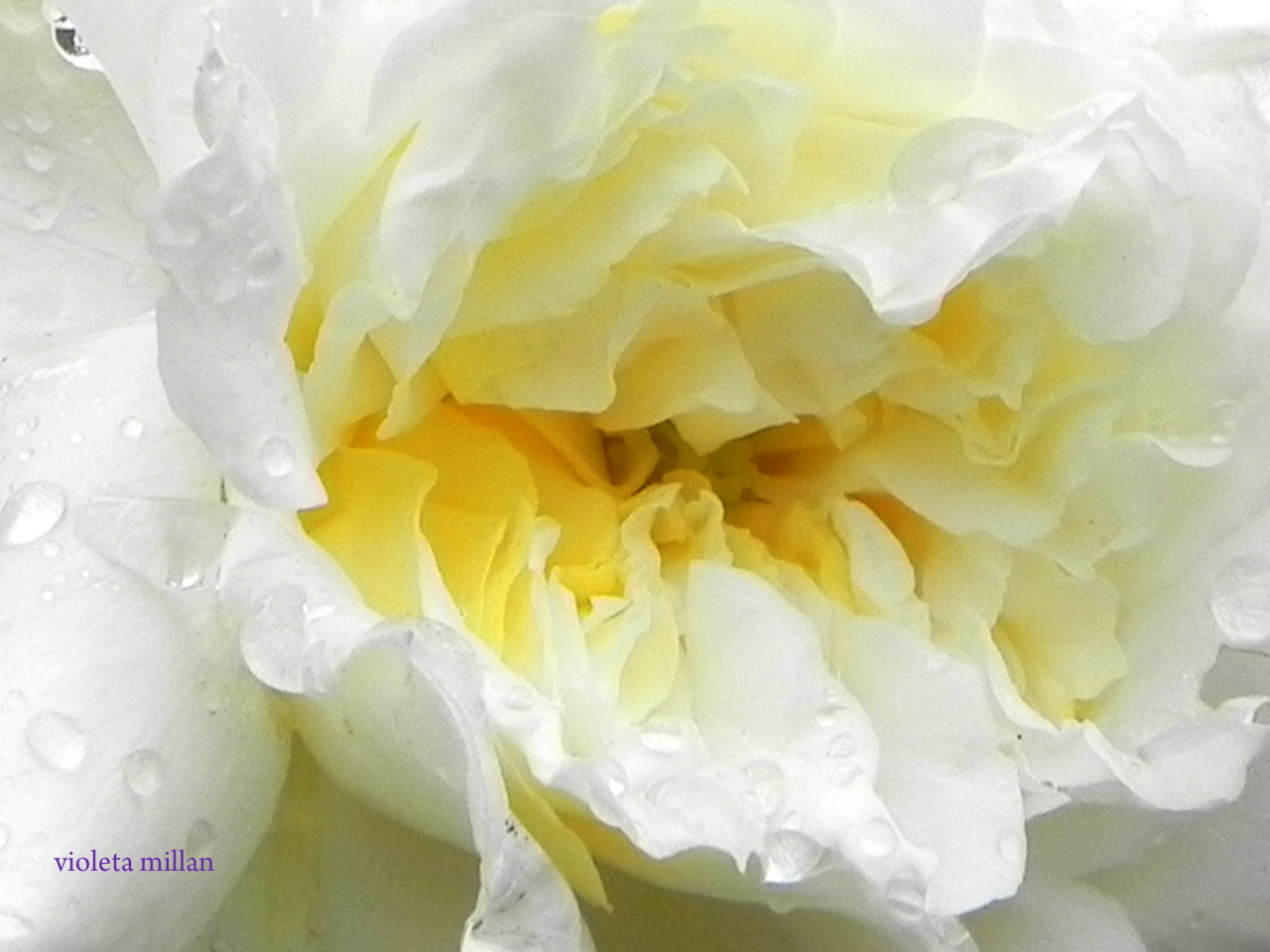 UNA ROSA CON CORAZÓN AMARILLO