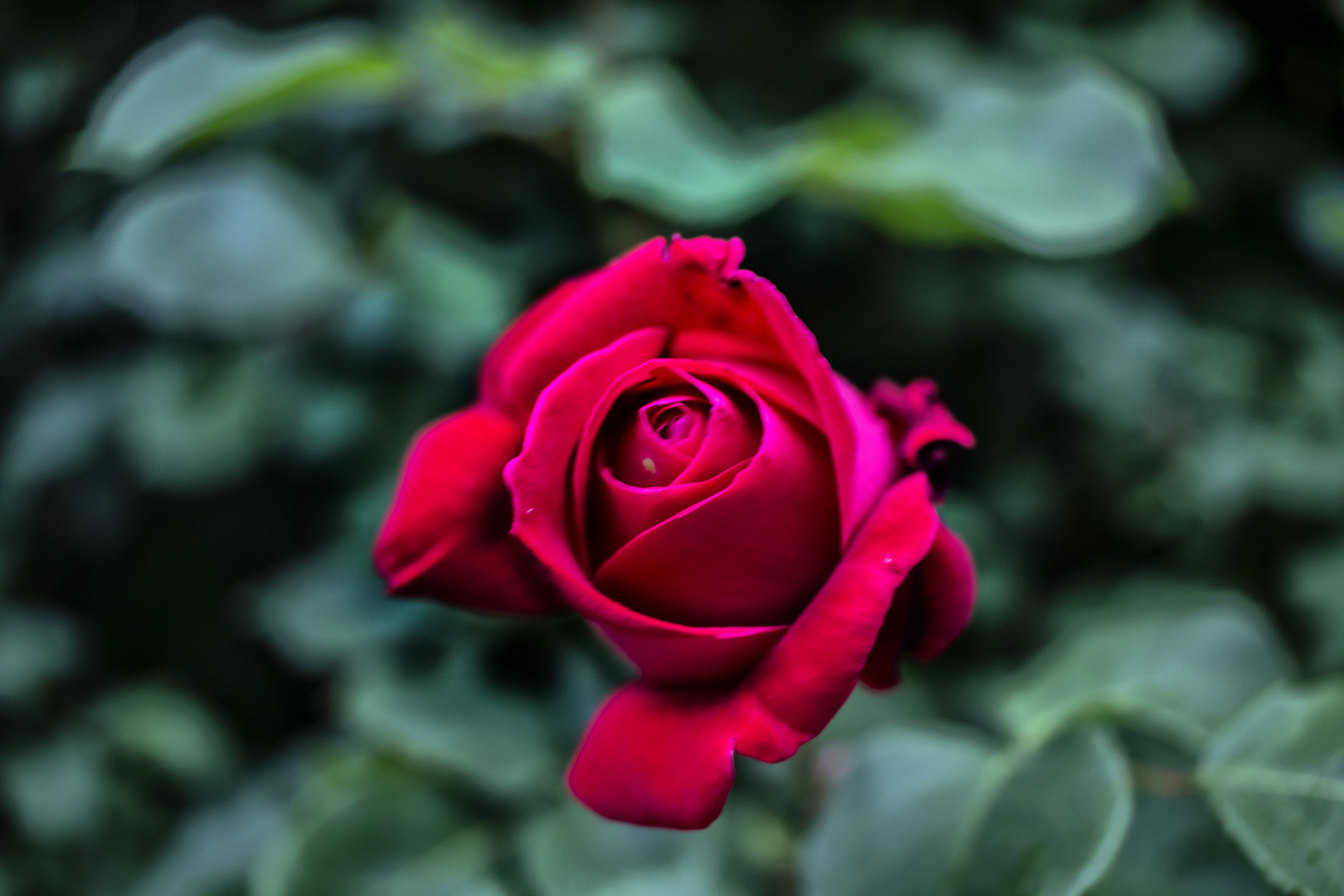 Una rosa Imagen & Foto fotos, natur, rosa Fotos de