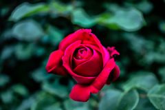 Una rosa