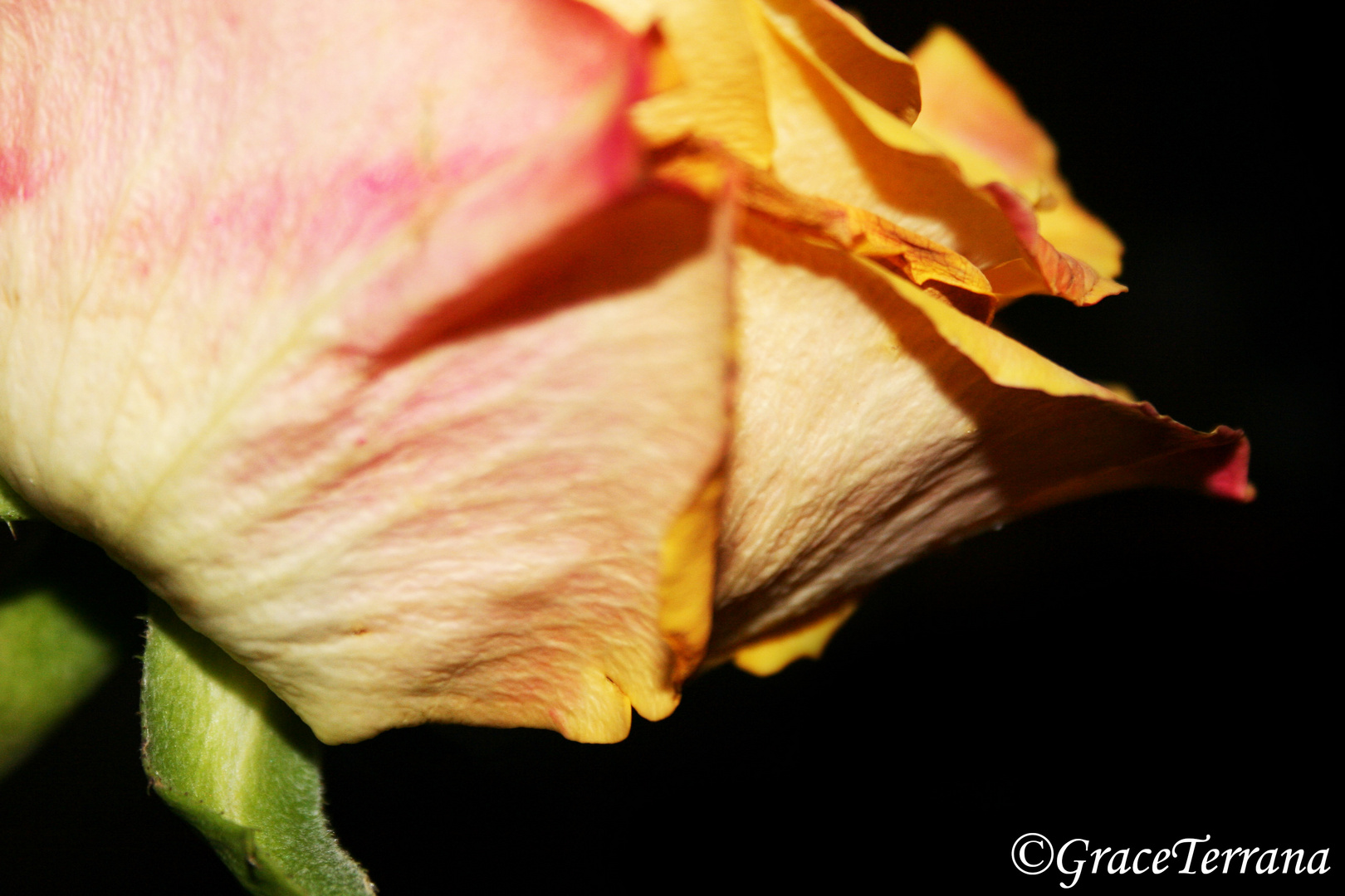 Una rosa da vicino