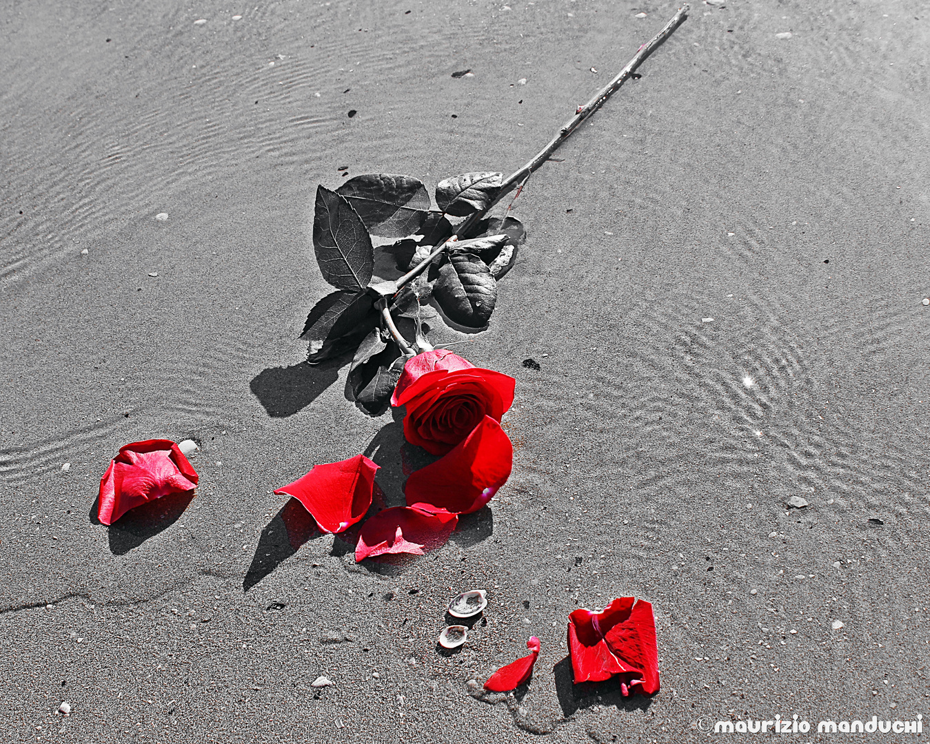 Una Rosa Dal Mare