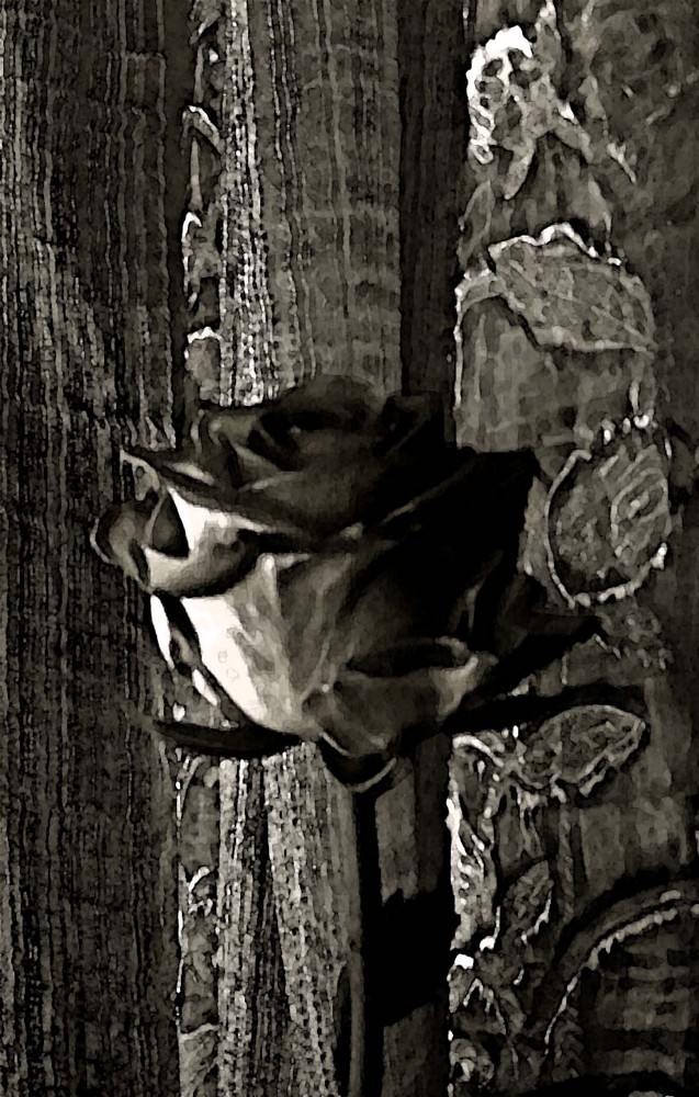 Una rosa di sera.............