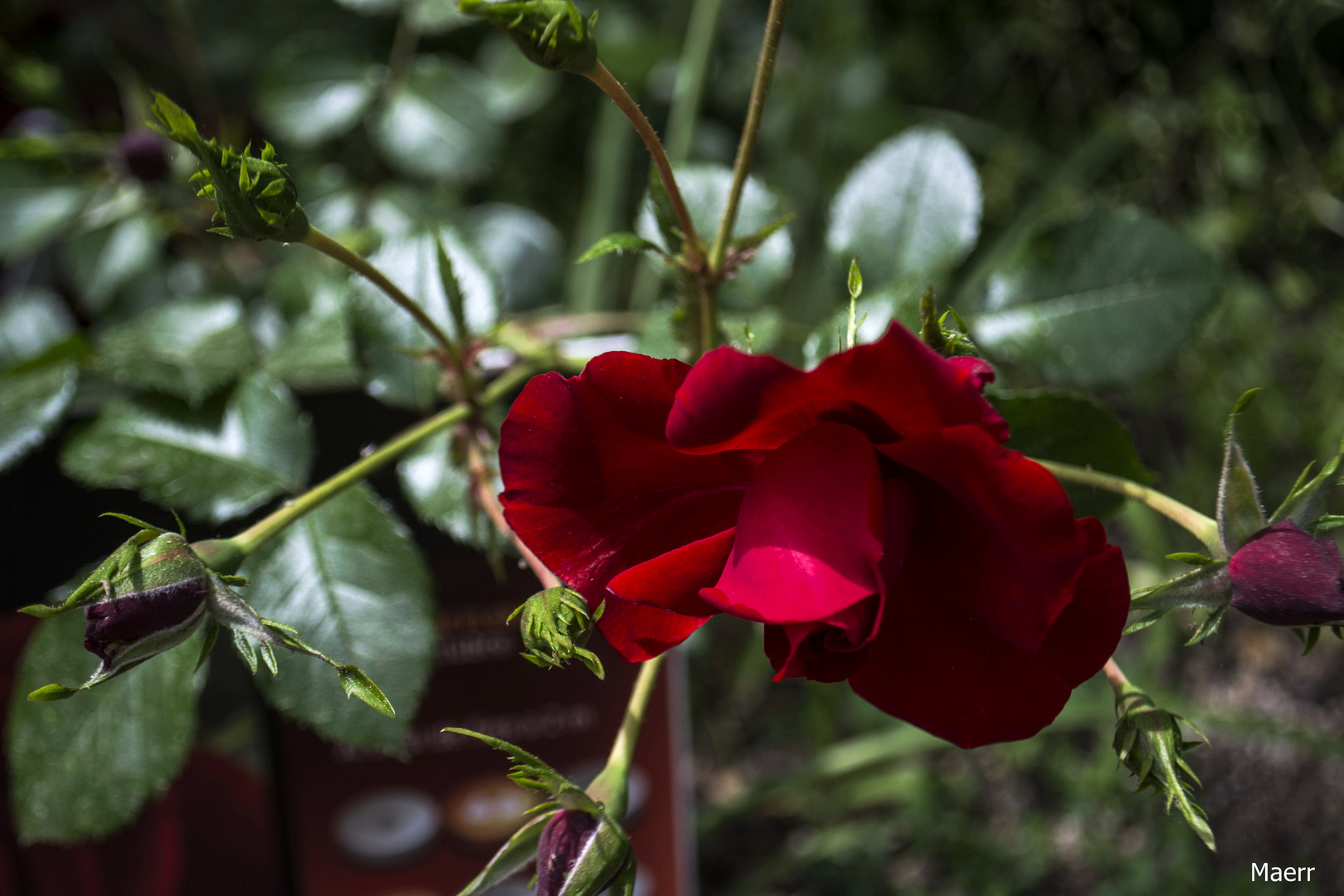 Una rosa diferente