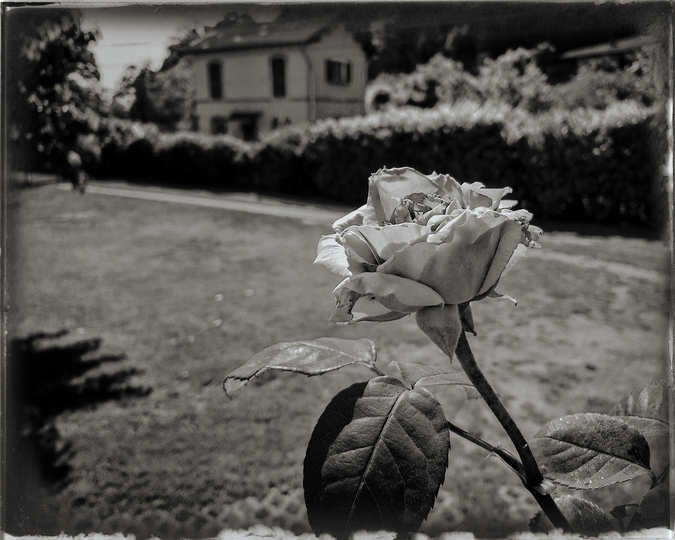 Una rosa e il casello