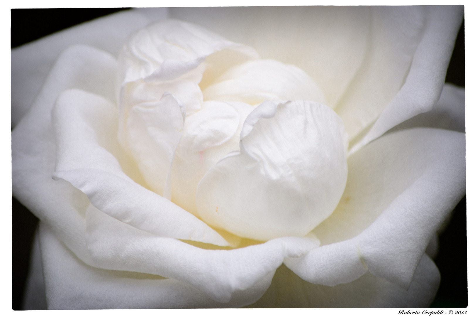 Una rosa e suoi petali