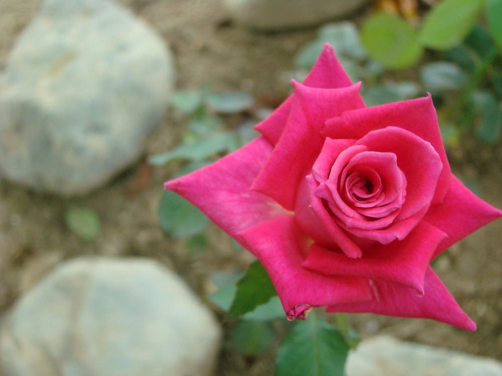 UNA ROSA EN EL SILENCIO