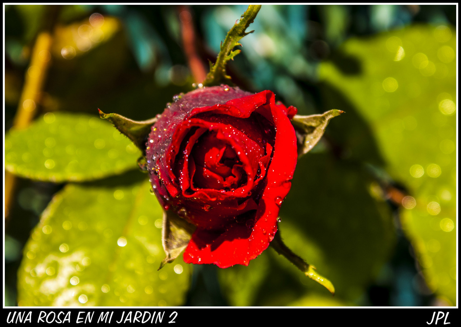 UNA ROSA EN MI JARDÍN 2