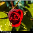 UNA ROSA EN MI JARDÍN 2