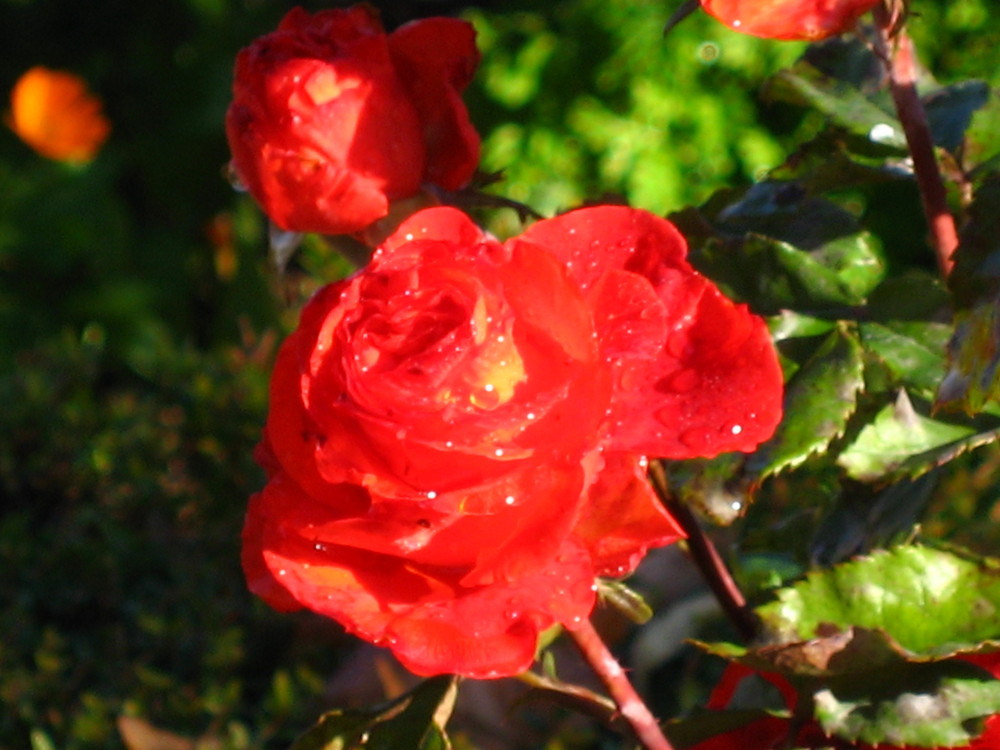 una rosa es una rosa es...