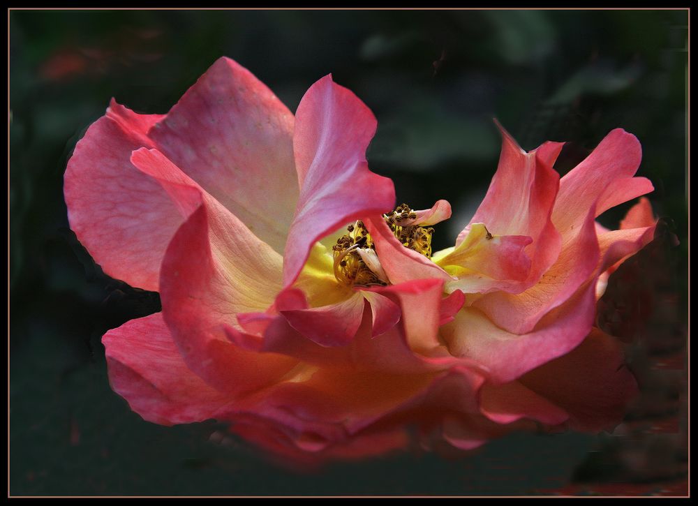   Una rosa  espectacular en miercoles 