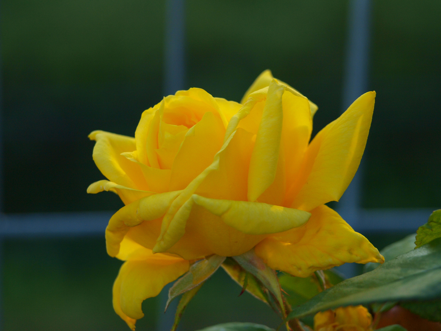 Una rosa gialla nelle colline tra langa e monferrato