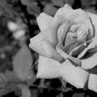 Una rosa in bianco e nero è la cosa più triste che ci sia . ©