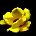 una rosa molto gialla 1