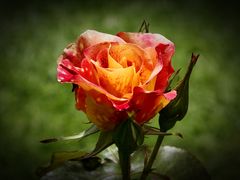 una rosa para Ana