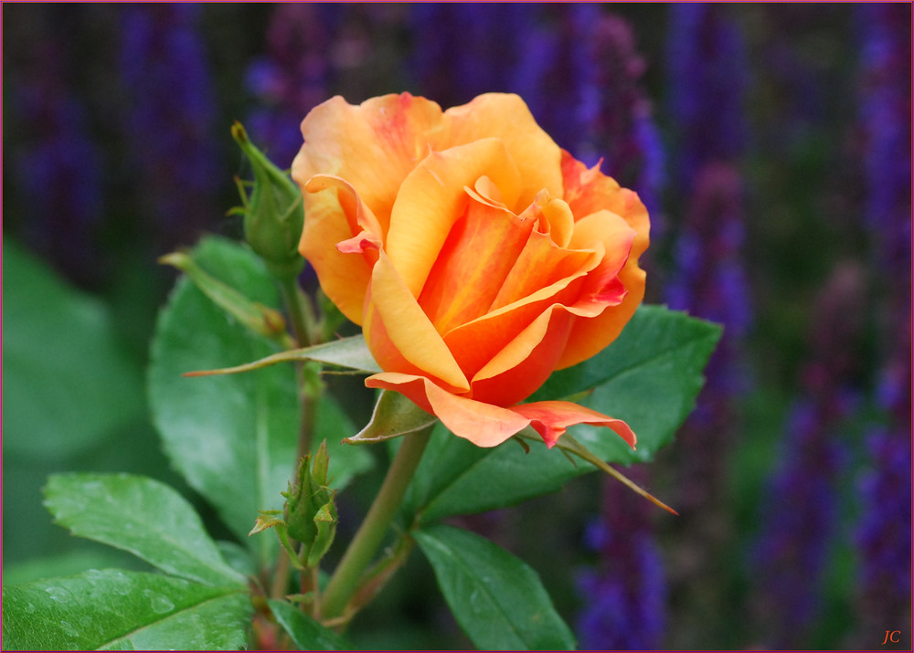 Una rosa para el domingo # Eine Rose für den Sonntag