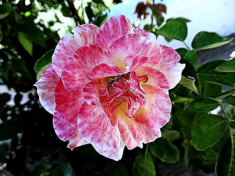 Una Rosa para el Verano