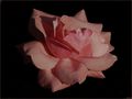 Una rosa para ella. von Graciela Baglione