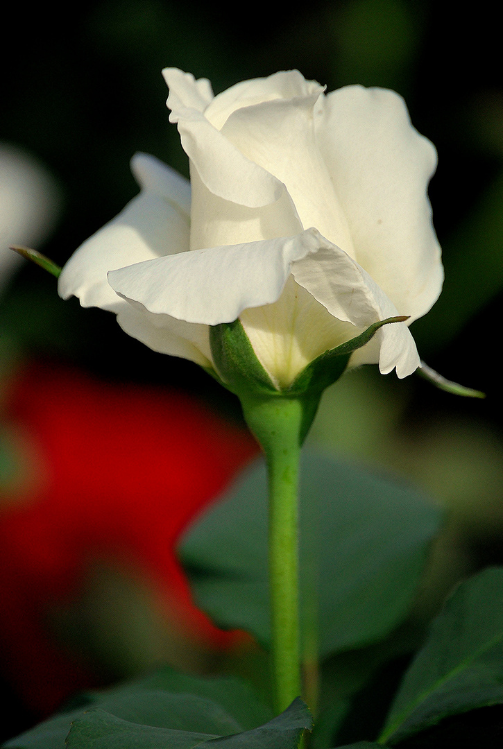 UNA ROSA PARA JULIO ...