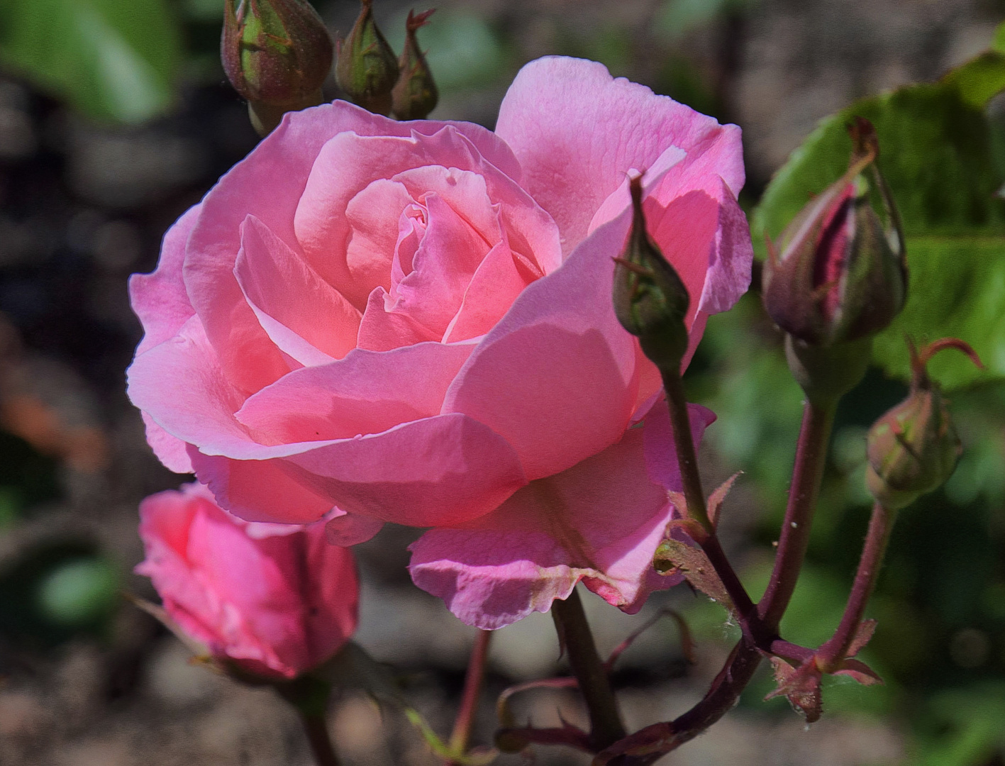 UNA ROSA PARA MAYO