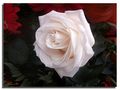 ES: UNA ROSA .......PARA MONTSE TRILLA von JESUS MARTIN HERNANDEZ 