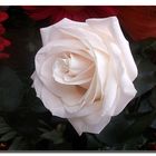 UNA ROSA .......PARA MONTSE TRILLA