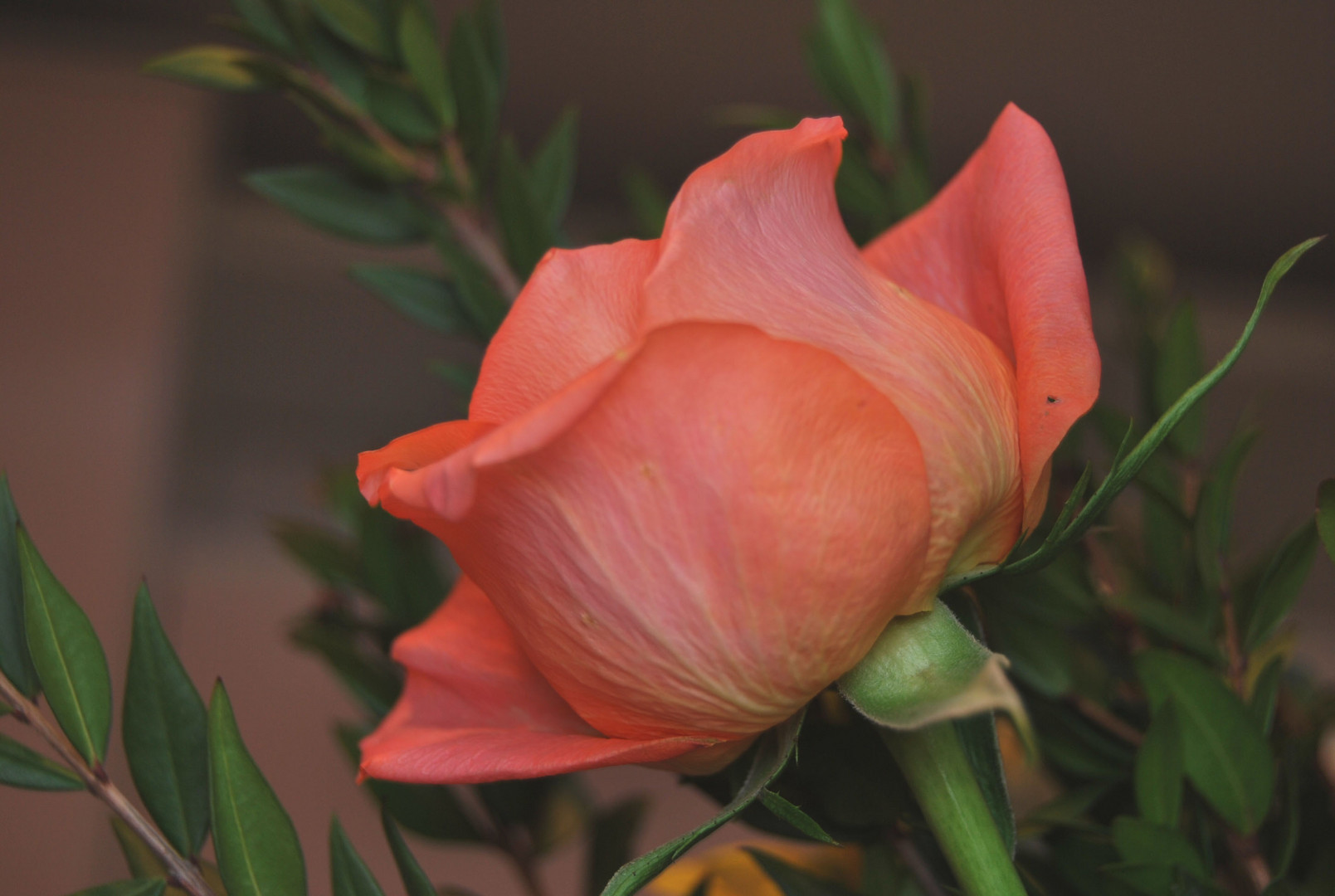 una rosa per le donne...