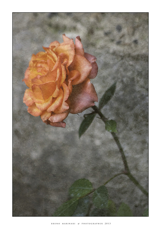 Una Rosa per te