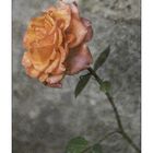 Una Rosa per te