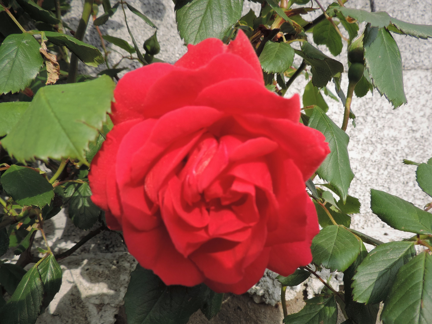 UNA ROSA PER TUTTE LE SIGNORE E BUON PRIMO MAGGIO A TUTTI COLORO CHE HANNO LA FORTUNA DI AMARLE