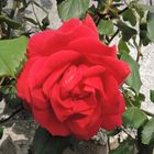 UNA ROSA PER TUTTE LE SIGNORE E BUON PRIMO MAGGIO A TUTTI COLORO CHE HANNO LA FORTUNA DI AMARLE