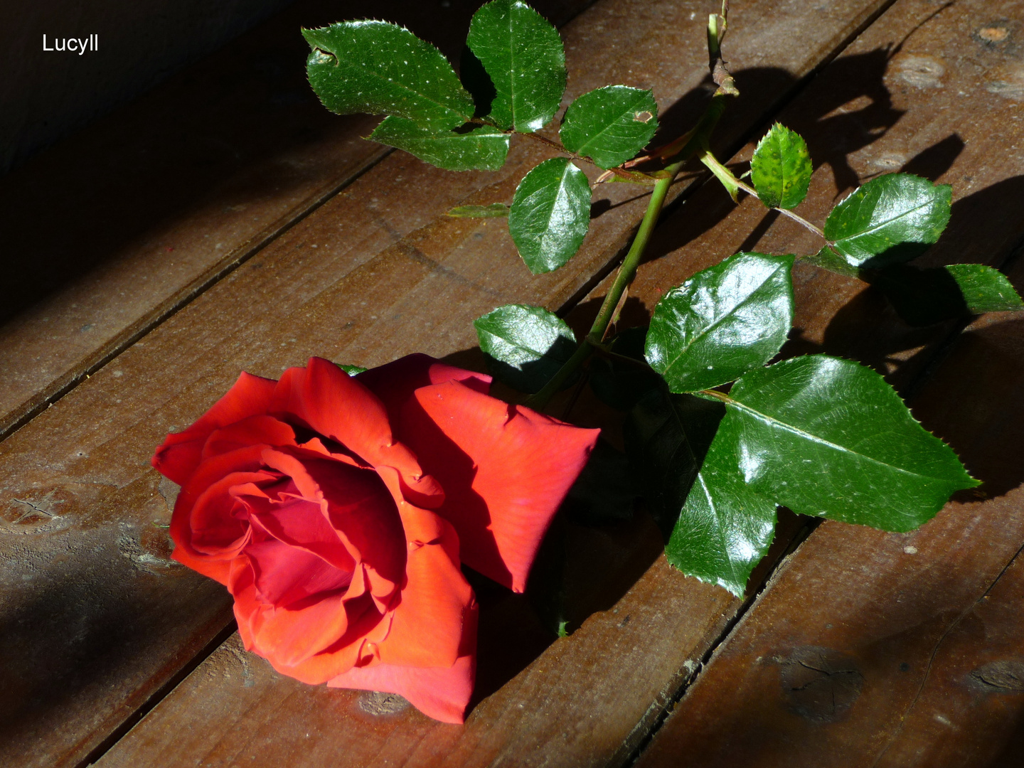 una rosa recisa