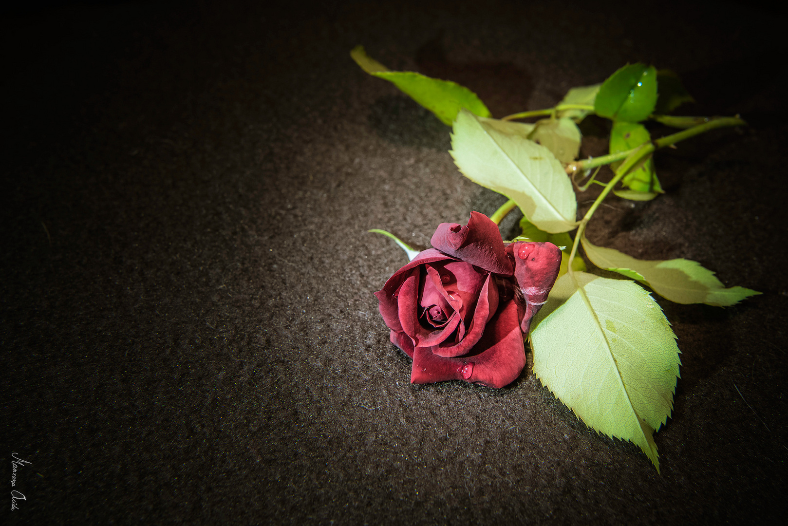 Una Rosa Roja...