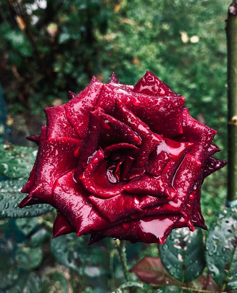 Una rosa rossa per dipingere ogni cosa