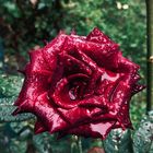 Una rosa rossa per dipingere ogni cosa