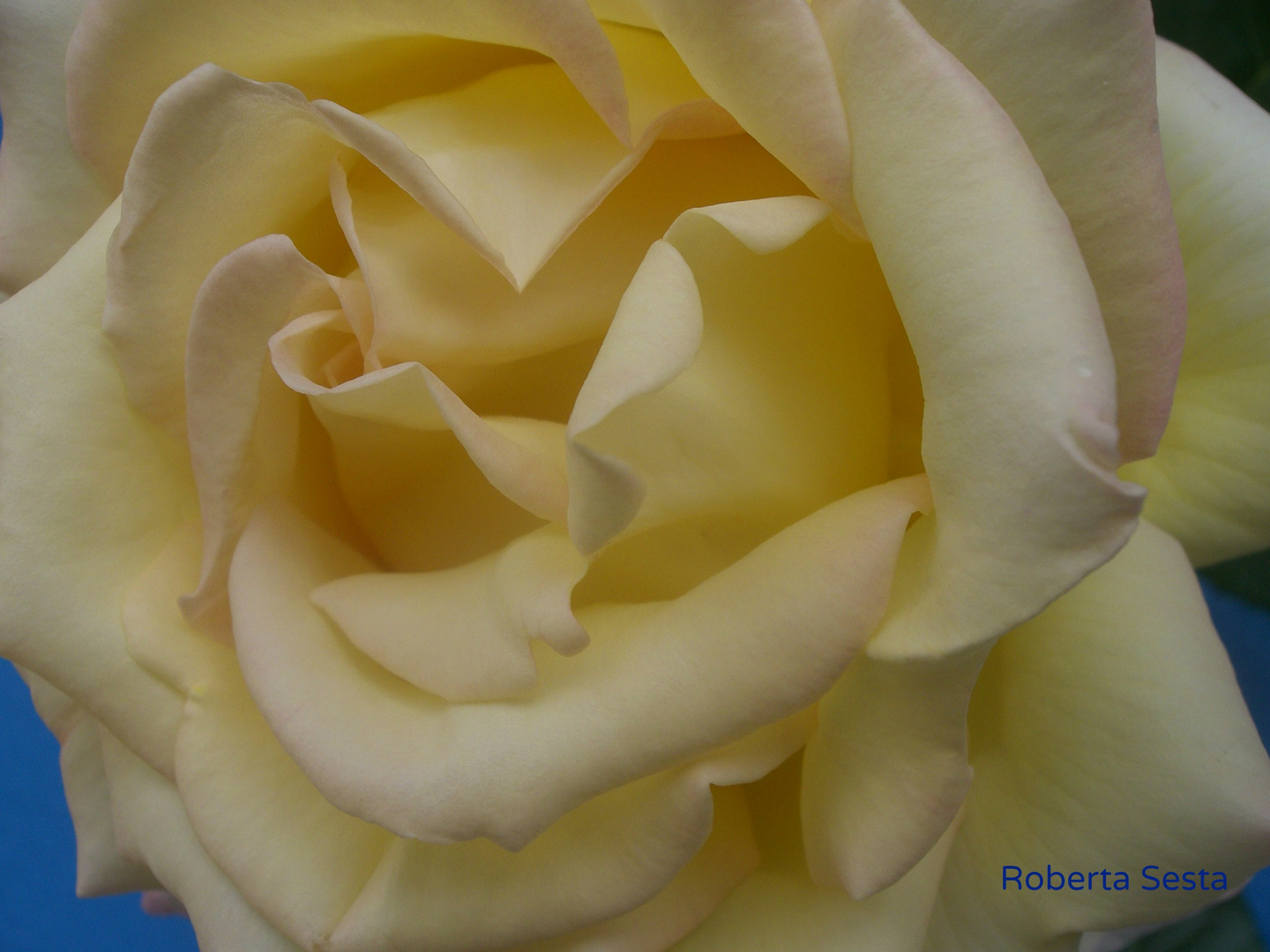 Una rosa speciale (2)