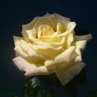 Una rosa speciale