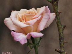 una rosa y sus espinas 