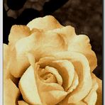 Una rosa......para Ana Vera