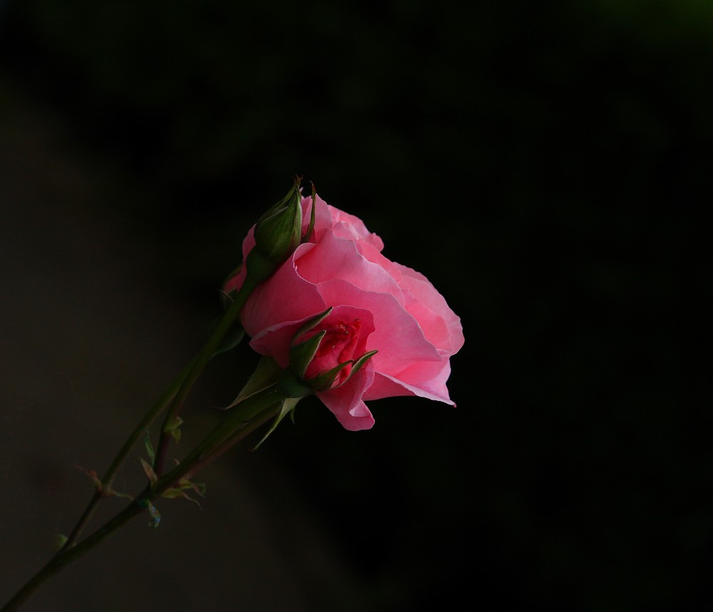 Una rosa...solo una semplice rosa.