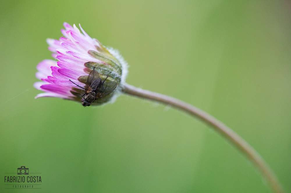 Una semplice mosca