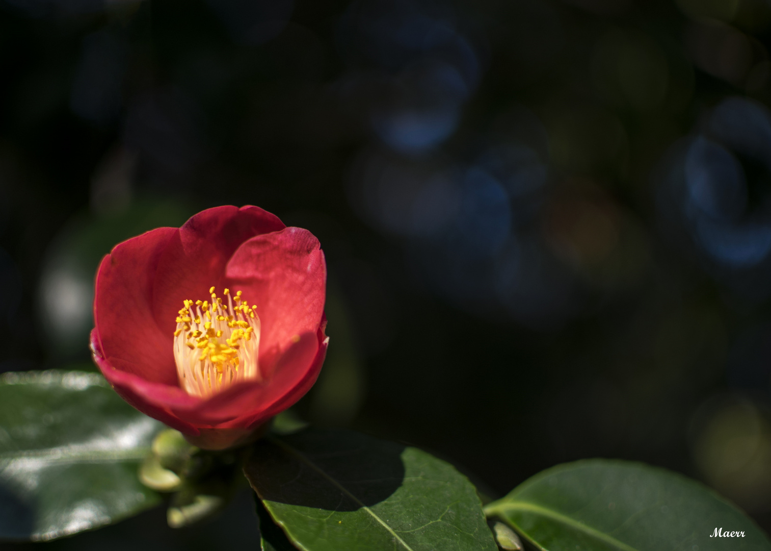 Una sencilla camelia