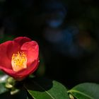 Una sencilla camelia