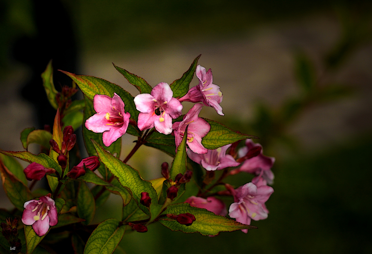 ... una sencilla flor....