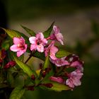 ... una sencilla flor....